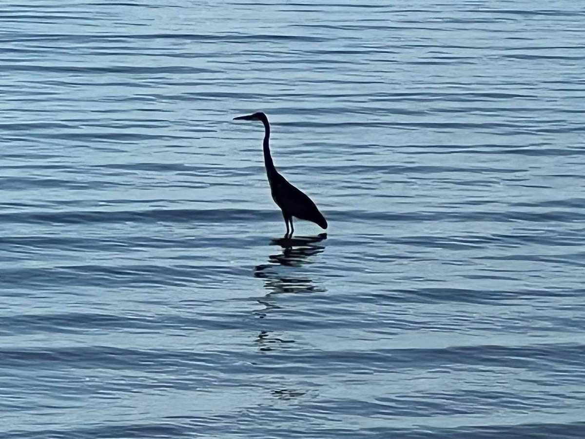 @SteelySeabirder @gramstofinn #crane in the #ChesapeakeBay #SeabirdSunday