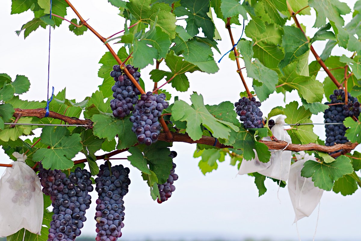 今年2月に植えてからたった8カ月で
見事なぶどうがたくさん実りました！😊
ブラジルのセラードの炎天下で
一年の半分は雨が降らないという悪条件の中
農薬も化学肥料を使わずにできたこのぶどう、
種がなく皮ごと食べられ、
甘酸っぱい果汁がさわやかですごく美味しいです。🥰
 #オーガニック　#無農薬