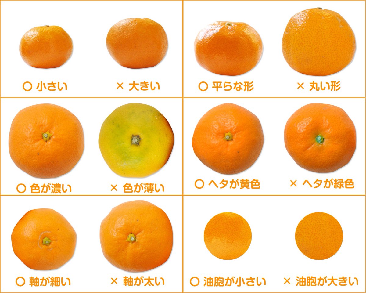 みかんがおいしい季節 覚えておきたい おいしいみかんの見分け方 みかん県の人 経験則だから Togetter