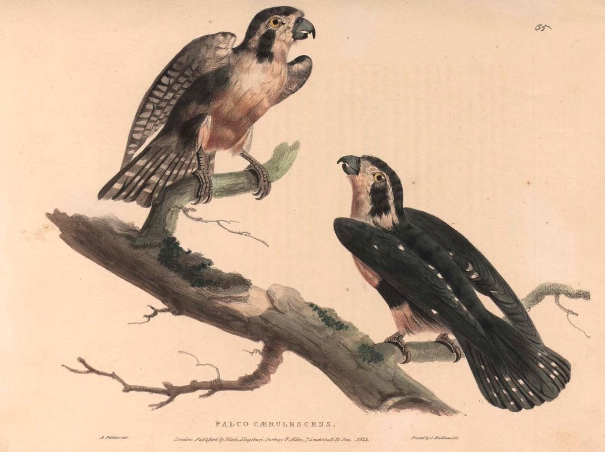 Biodiversity Illustrations tweet media
