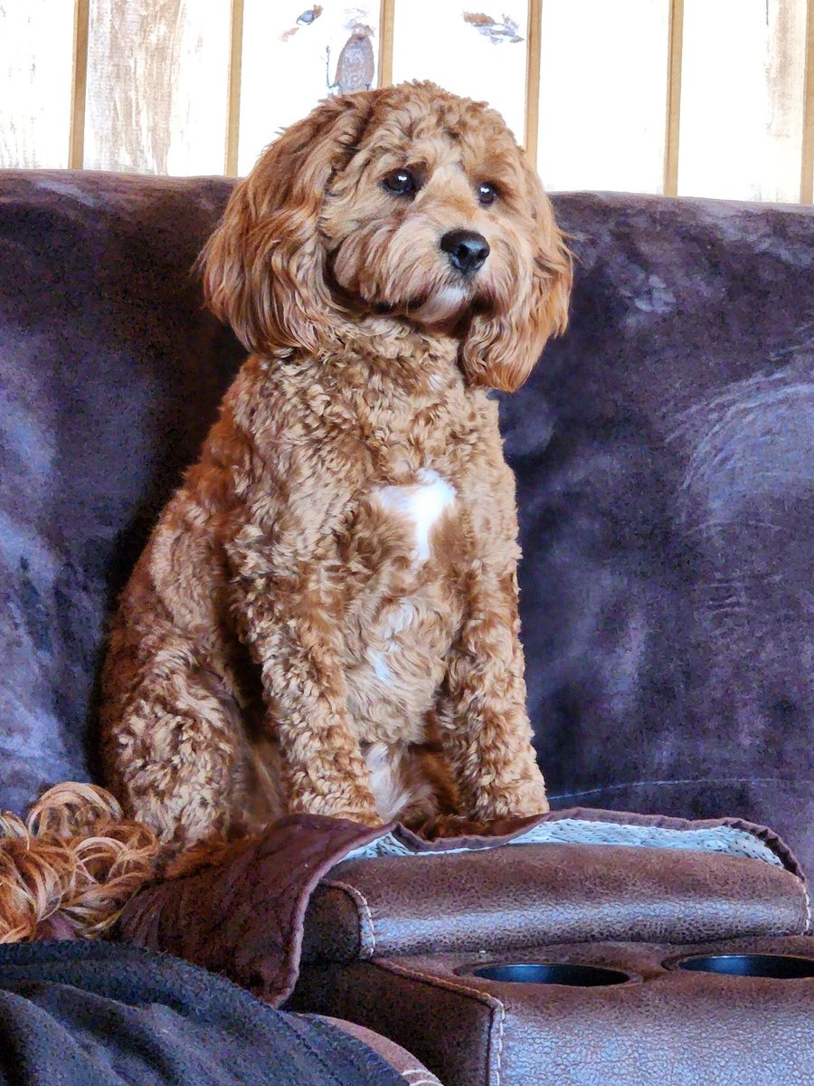 <a href="/cavapooclub/">The Cavapoo Club GB</a> My boy Fozzie turns 1 this week. He is pretty pumped!!❤️🎂