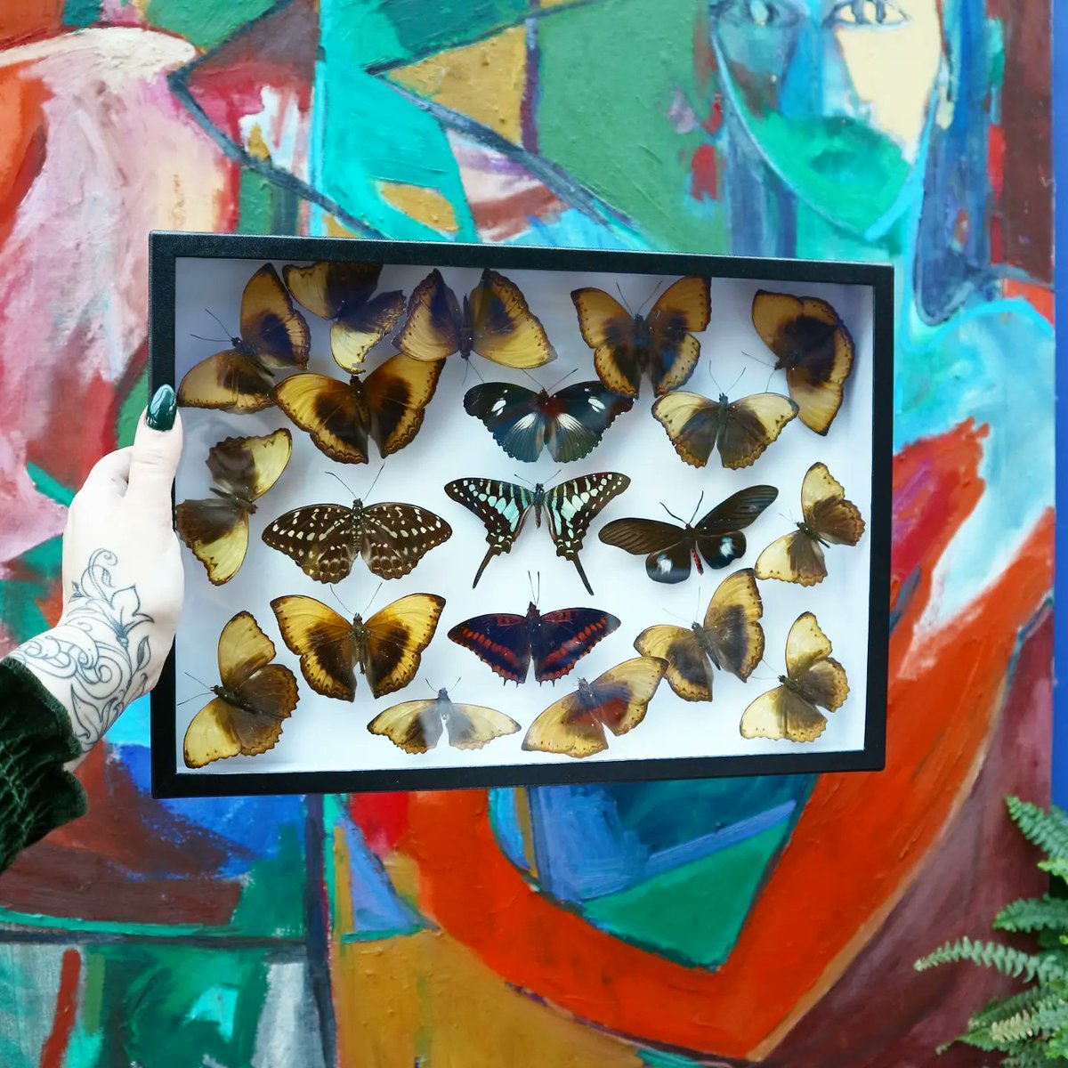 HannahHitchman's tweet photo. Finally got a proper shadow box to put all my dead bugs in! I'm probably done with setting butterflies for now, but I really like that the these will still be display-able, even my worst attempts 😅 https://t.co/9cwDqUC5Wm