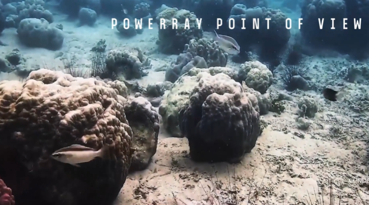 PowerVisionJP's tweet photo. PowerRayで海の世界を探索しよう! 🏝素晴らしい性能を誇る全方位水中ドローン! ダイビング好きには最高! 🌊 #powerray https://t.co/KQEslbOEa6