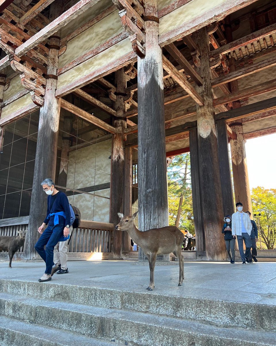 cavemom11's tweet photo. Thank u @IASLC - Asian Lung #ACLC22 in beautiful Nara, Japan. Data, interactions &amp; culture into #LCAM22. NRG1 by James Chih-Hsin Yang Taiwan &amp; @MNagasaka UC- I. Did I mention how hard it is to get a good selfie w/ a deer? #LCAM22 #NRG1 #NSCLC #CRESTONE @HwakeleeMD @karenkellymd https://t.co/aPIFkhzJnR