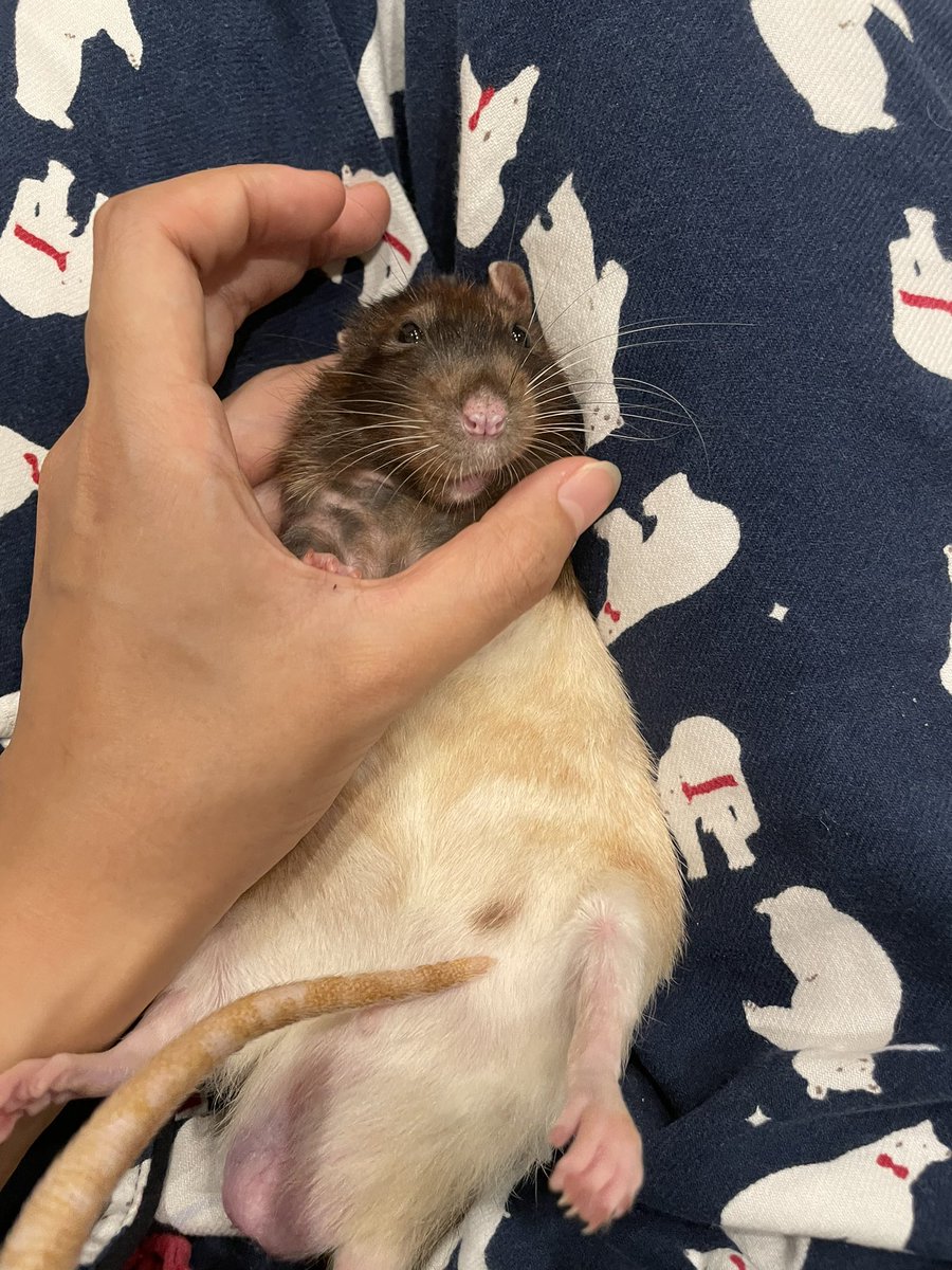 今日のジマくん