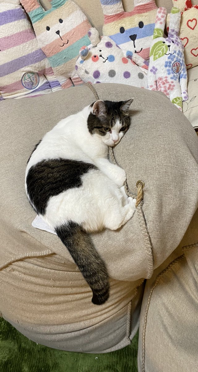 ねこうさぎ (@jejkdkgv3ybab8c) on Twitter photo 