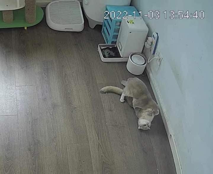 เฮียชอบท่ายันกำแพง 18+