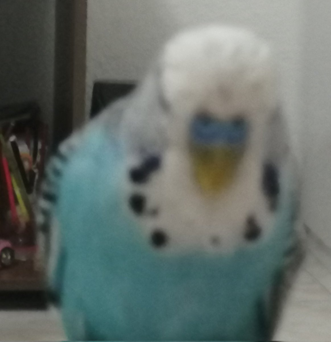 flyingbirdthe5's tweet photo. @imcyrian No cheat https://t.co/VMerTHOEyD