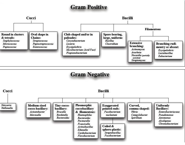 Medical_MD1's tweet photo. Microbiology Review 🧫 

Gram Positive vs Gram Negative ✨

. https://t.co/BqzPYVC37r