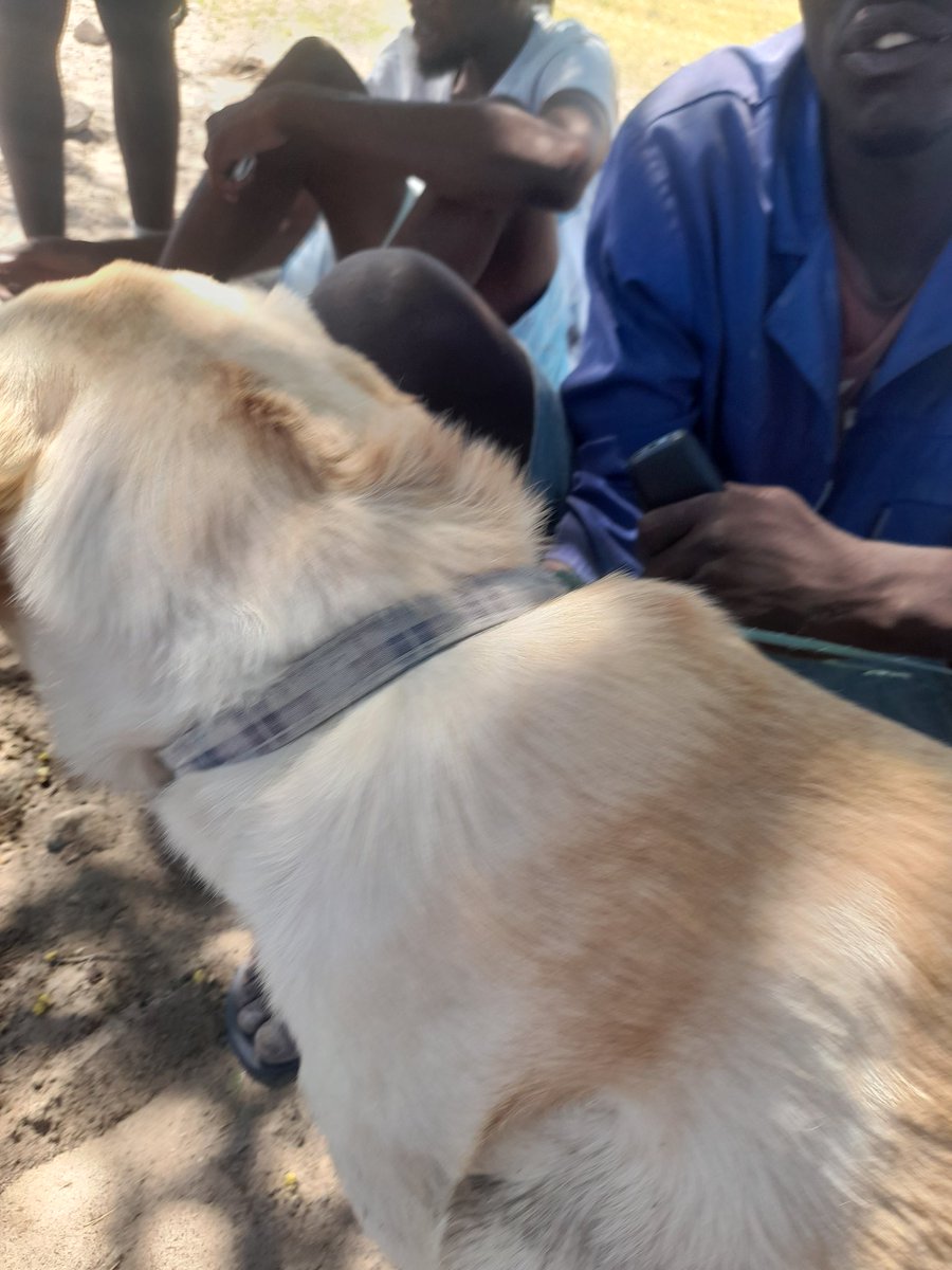 QuietNinja97's tweet photo. Missing Dog..It Was Found Behind  Correctional Service In Ondangwa https://t.co/uQ2ZS2xtcO