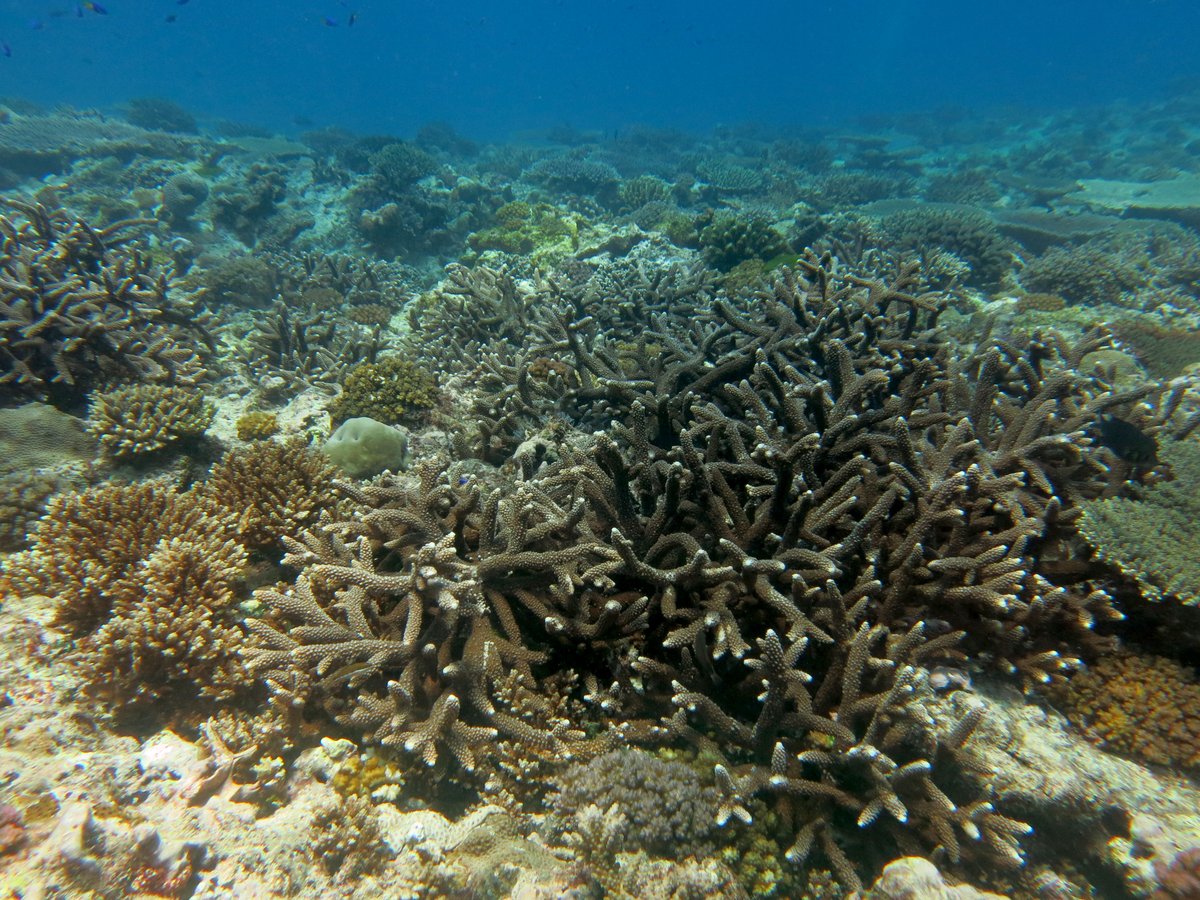 I last dived Cousine Island in Seychelles in 2005 and 2011. The reefs were in a sorry state following the 1998 coral bleaching event. Incredible to see them again this week after the 2016 bleaching event - they are thriving. East and west sides of island 2005 & 2022