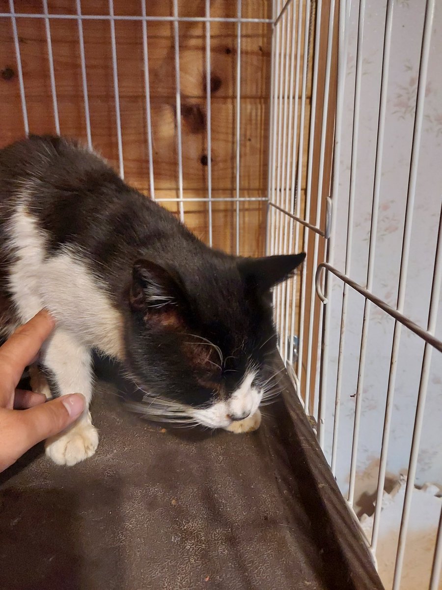 猫カフェfivecats ファイブキャッツ 青森にある猫カフェ 子猫のへや