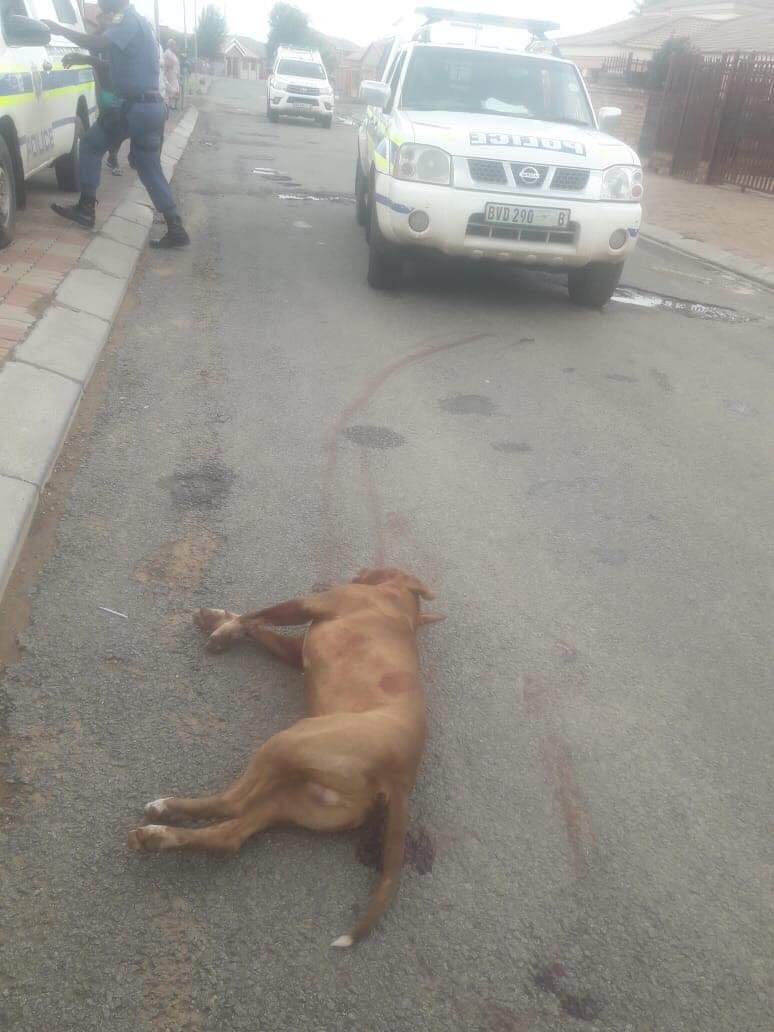 Vehicle Trackers on Twitter "A pitbull has killed a child in Vista