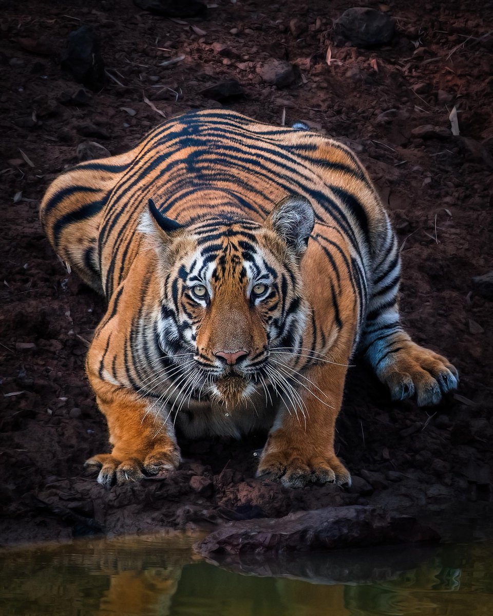 NatGeoIndia's tweet photo. Me at my online shopping cart. 🛒

Pictured here is a mighty tiger.

#DidYouKnow: Tigers hide the remains of their prey from other scavengers for future meals! We can surely learn a thing or two about savings from tigers.

#Repost from Instagram | Mahavir Surana 📸 https://t.co/VV07tUEFAZ