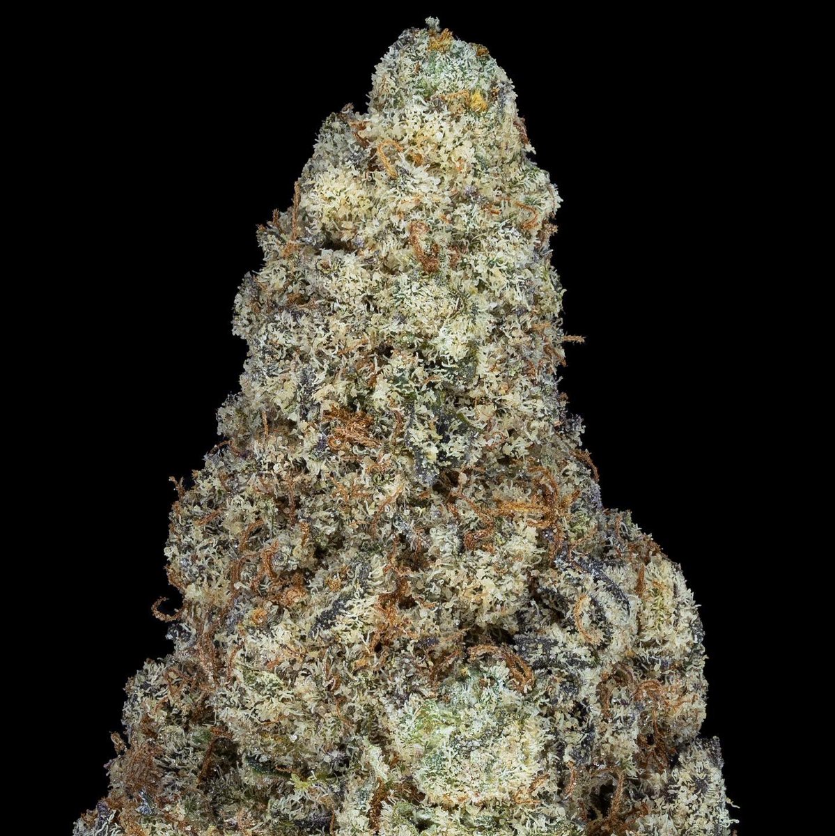 Mandarin Wedding

#educational #macrophotography #closeups #cannabismacro #stillanimation #cannabisphotography #cannabiscommunity #budshots420 #weedphotography #trichomes #macro #recreationalcannabis #cannabisporn #sativa #macrophotography #productphotography