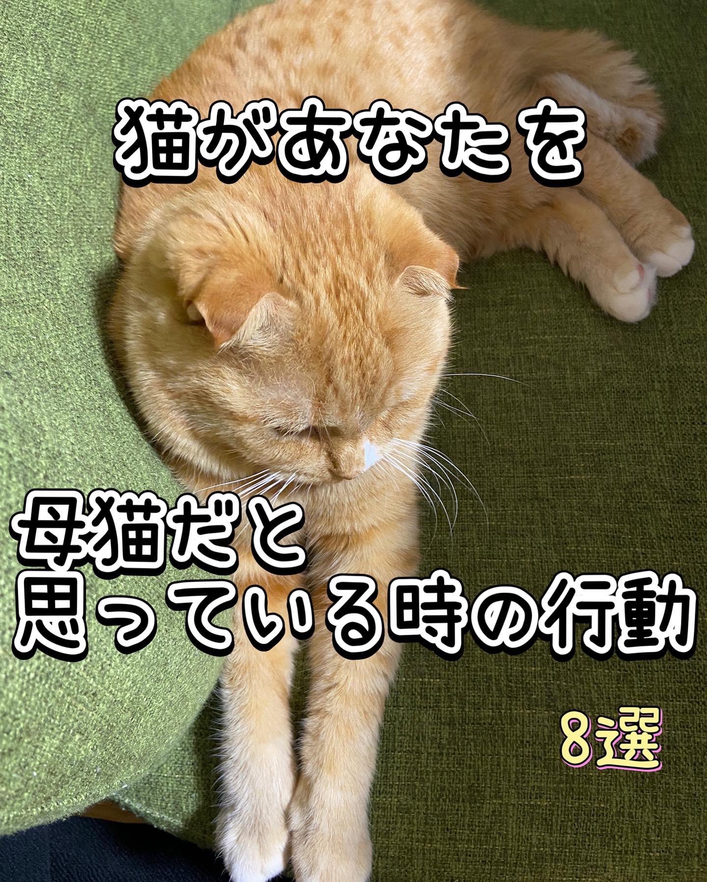 猫 Navi Tanasui0385 Twitter
