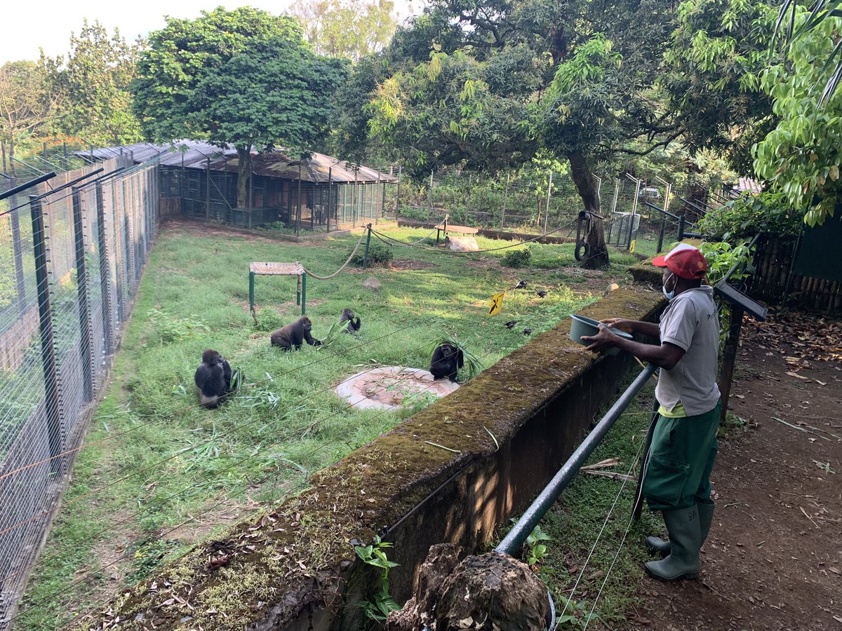 ChrisDennysUK's tweet image. At @LimbeWildlife we heard about the amazing work by #MINFOF and Pandrillus working to #educate #protect and #rehabilitate endangered wildlife #cop27 #climate #biodiversity