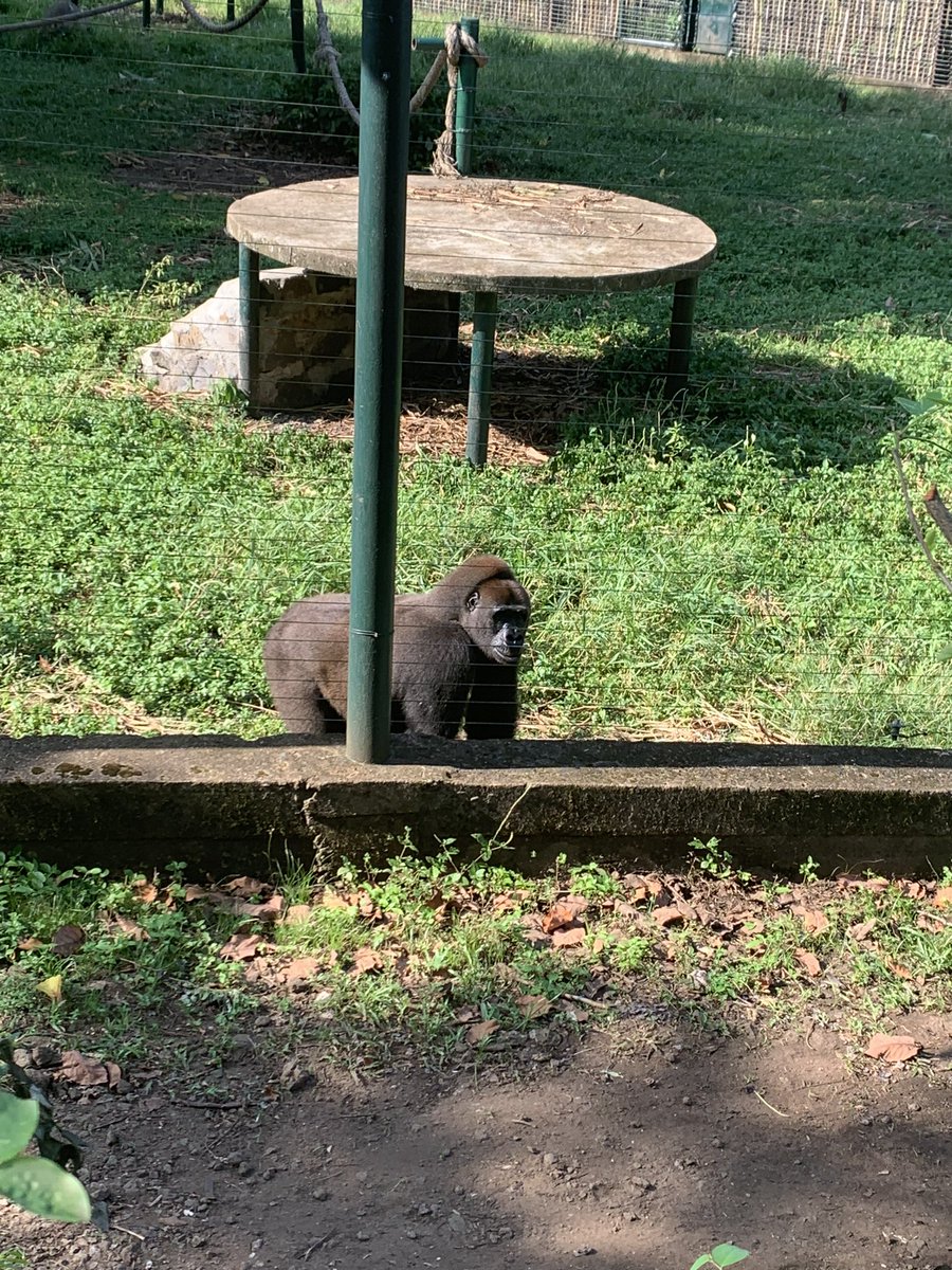 ChrisDennysUK's tweet image. At @LimbeWildlife we heard about the amazing work by #MINFOF and Pandrillus working to #educate #protect and #rehabilitate endangered wildlife #cop27 #climate #biodiversity