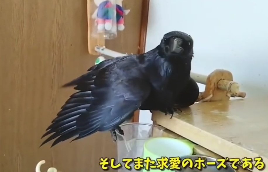 ケロケロ Dlnixhqoi5ap8lz Twitter ケロケロ Dlnixhqoi5ap8lz Twitter