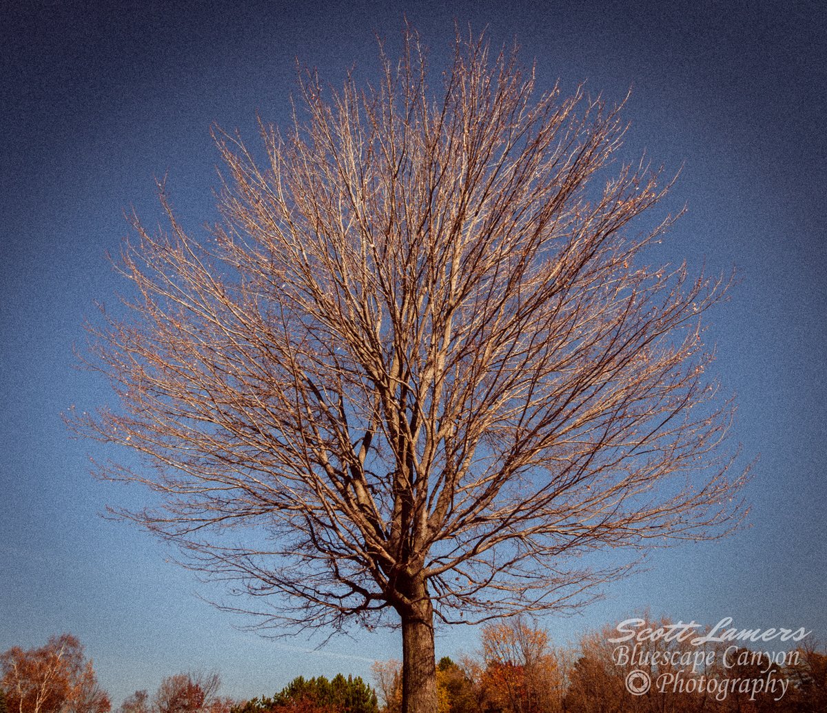 BluescapeCanyon's tweet photo. Leafless. A creative edit on an old favorite tree from our drive to Eagle River.
#BluescapeCanyon #Seniors #Portraits #Family #Wedding #Appleton #FoxValley #Greenville #Hortonville #Wisconsin #photography #fall #trees #bare #threelakeswi #leafless https://t.co/07lZMdj7Do