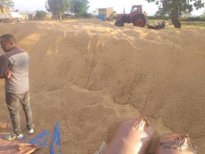 ስልጤ  ዳሎቻ ወረዳ የስንዴ ምርት  በኢንቃት አጋም ሀጂ ከድር እብራሂም በእርሻ ኢንቨስትመንት ዘርፍ የተሰማሩ ባለሀብት።