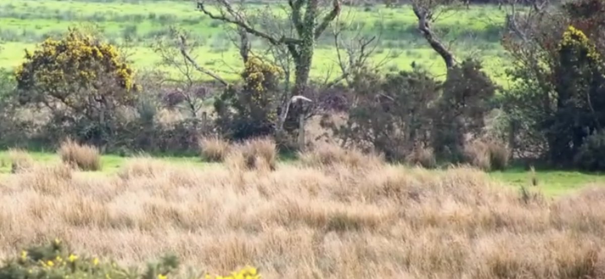 Nice little surprise today. #birdsfromfaraway