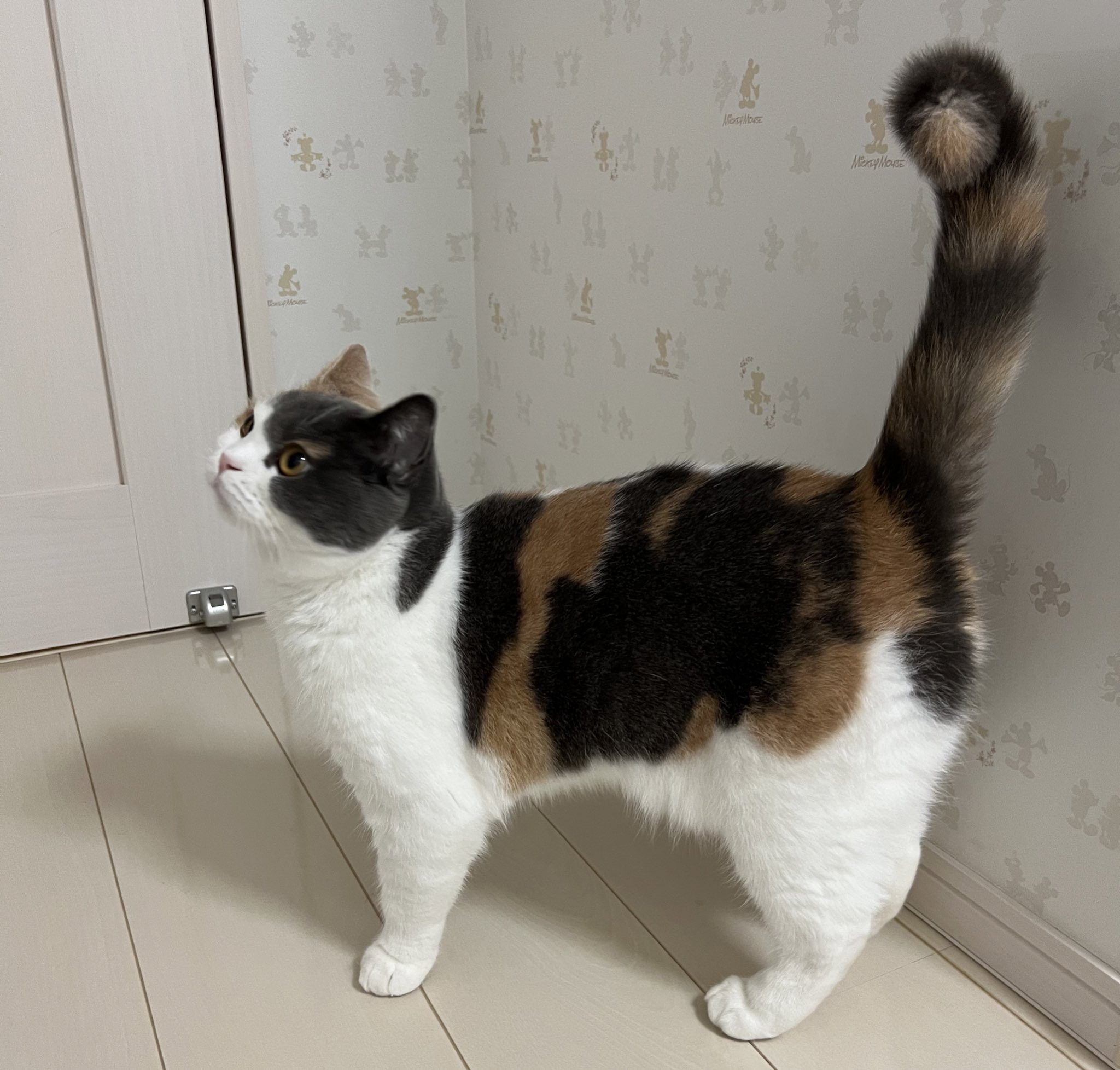X-এ 三毛猫あんこ: 