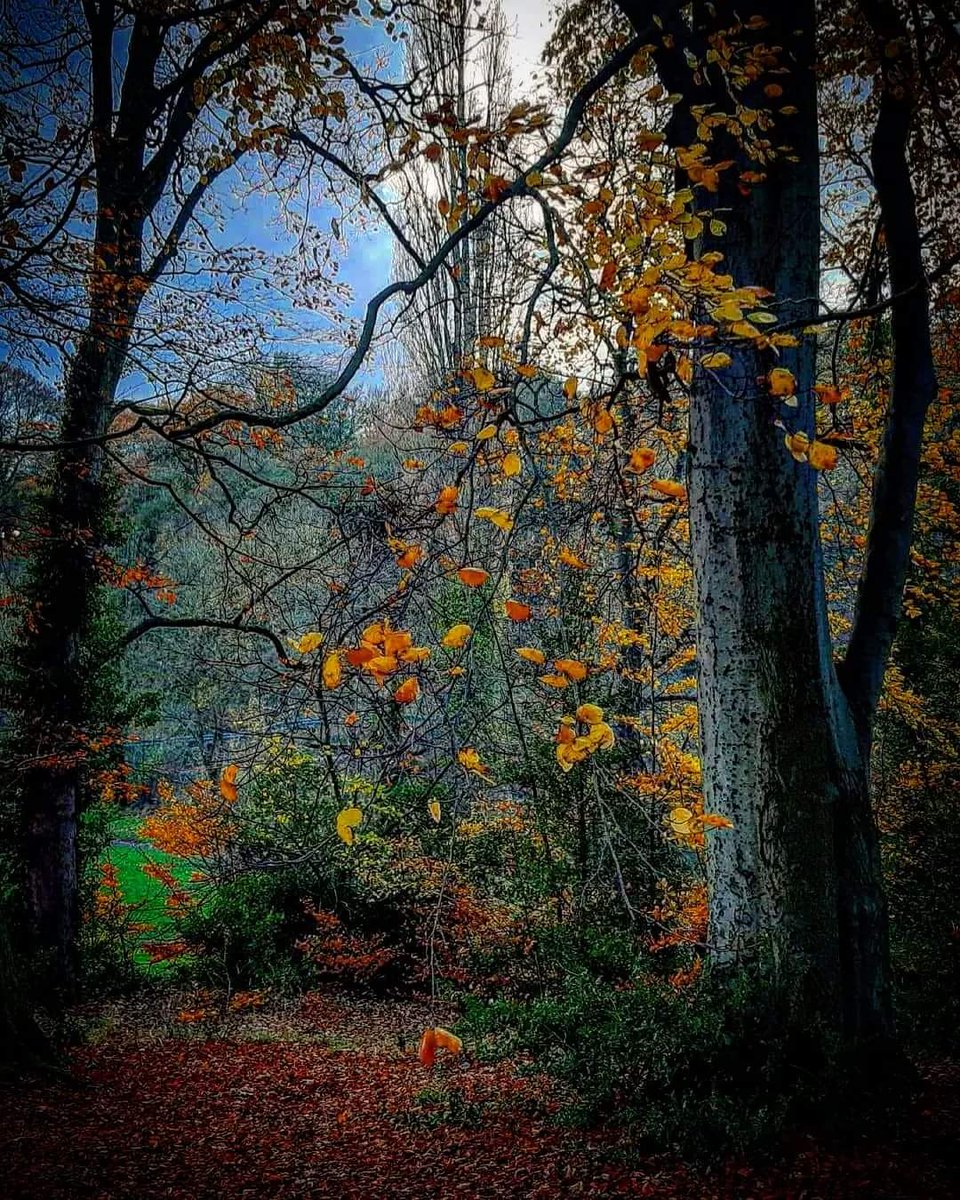 Jaynetunners's tweet photo. Myrtle Park Bingley, looking towards the St Ives estate. I can't tell you how much joy these trees bring me. I just feel better when I'm near them 🌳 #treehugger #trees #winter #myrtlepark #bingley #stivesestate #westyorkshire #Autumn #autumncolors #autumncolours #fall https://t.co/orcwzVTjaS