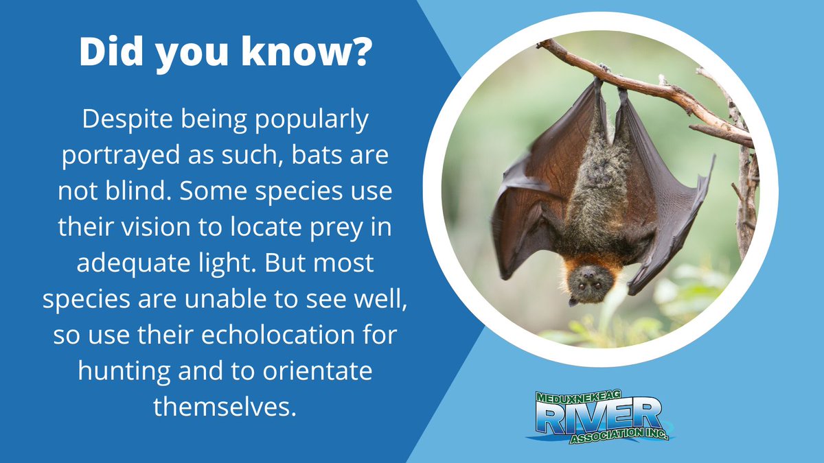 #bats #DYK #FunFact