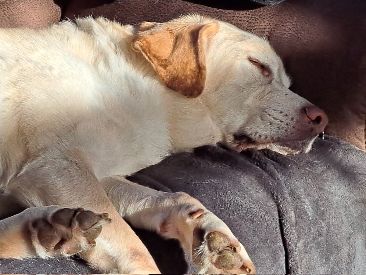 amyvictoria78's tweet photo. Sunday vibe #labradog #afternoonnap https://t.co/pM9b582HVY