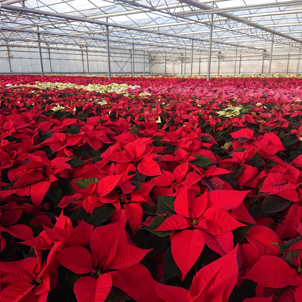 Poinsettias enjoying the afternoon sun