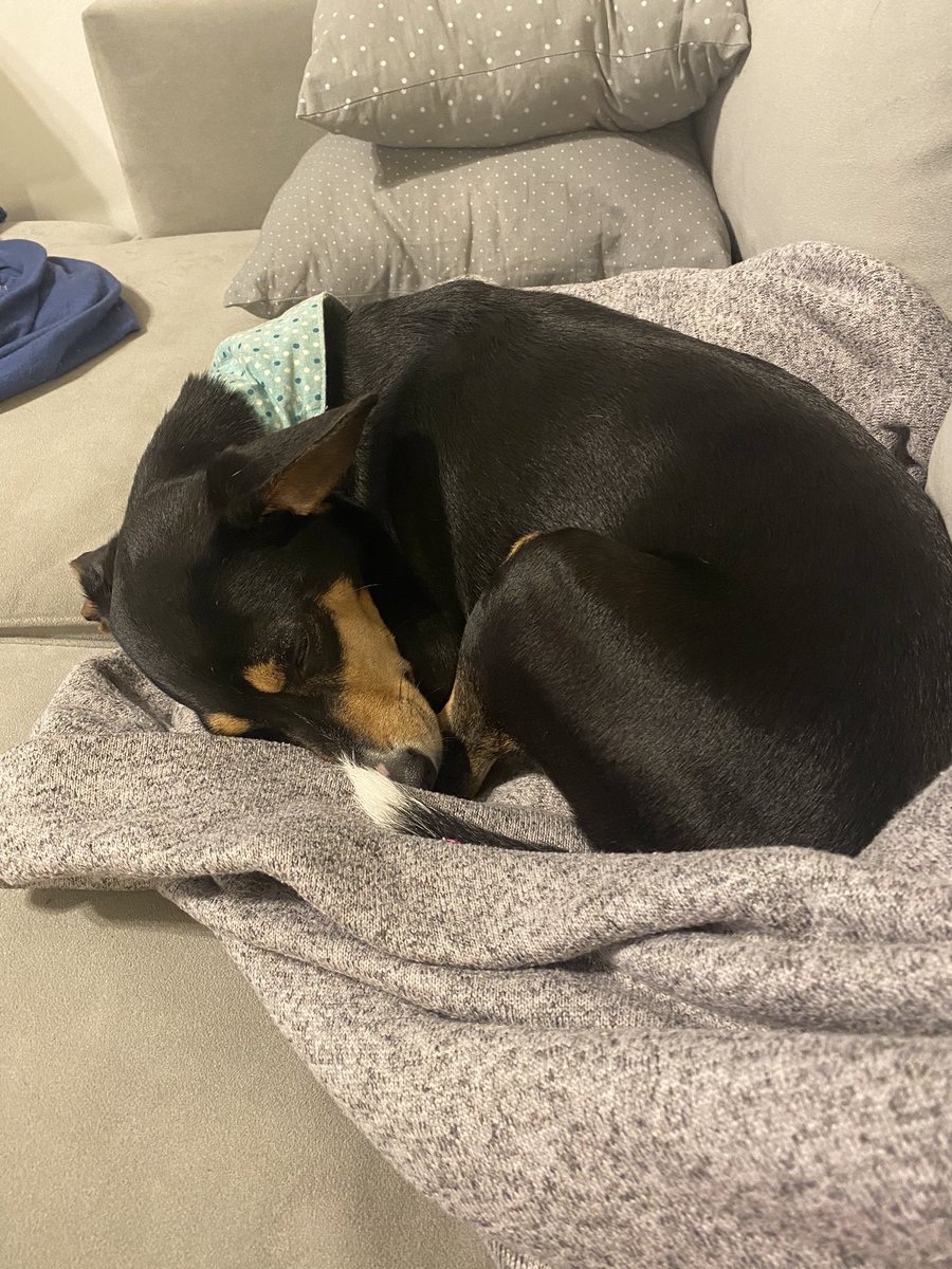 VPerroneDem's tweet photo. Now back to my usual content of cute puppy pictures #politicalpups https://t.co/DT3PNzb8J6