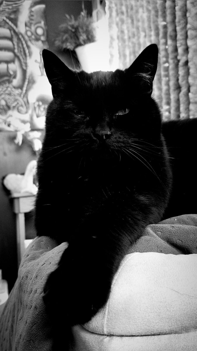 SkyHighLowFly's tweet image. Lady Lucifer 🖤