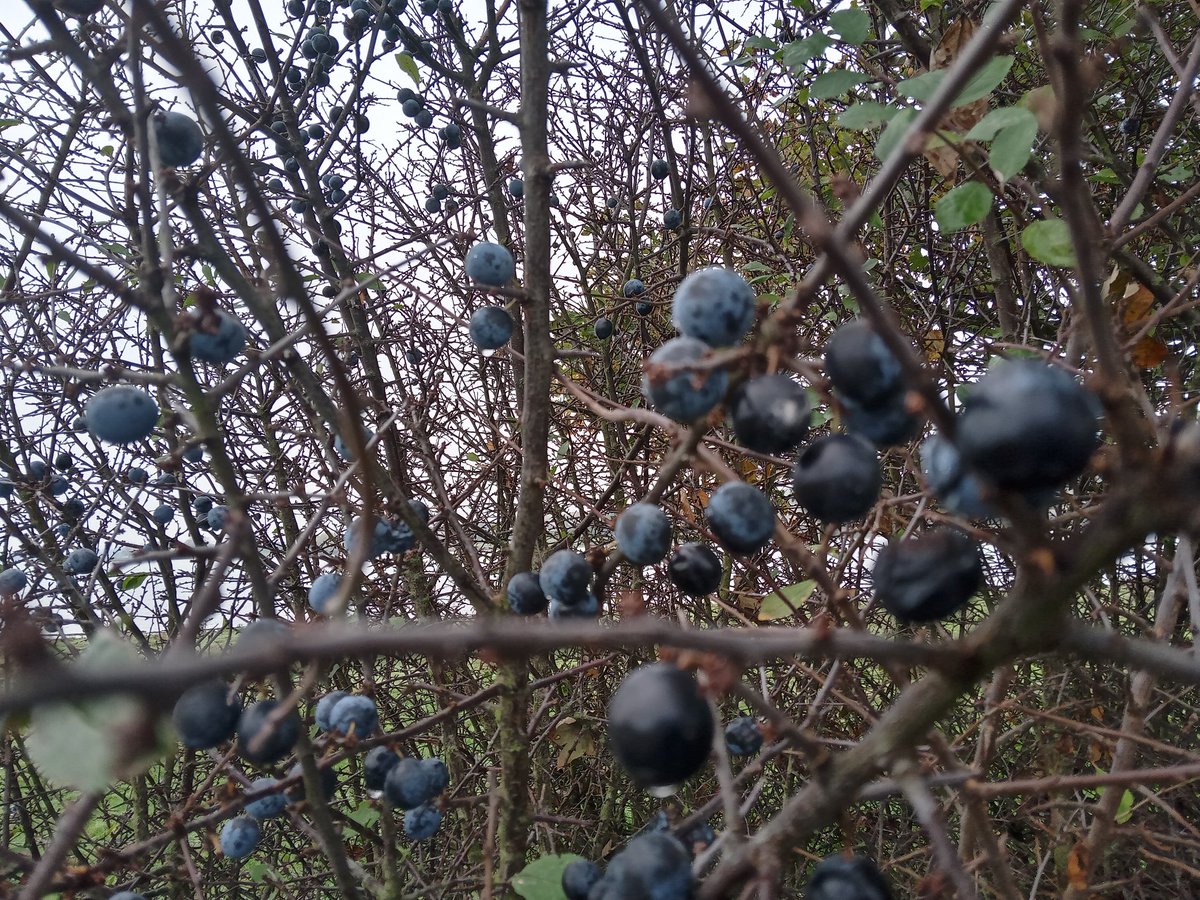 adriantroughton's tweet photo. Now is the season of mellow fruitfulness #eyebrook #johnkeats #poetry #Autumn #eyebrookreservoir #Walking https://t.co/rswippu0B5