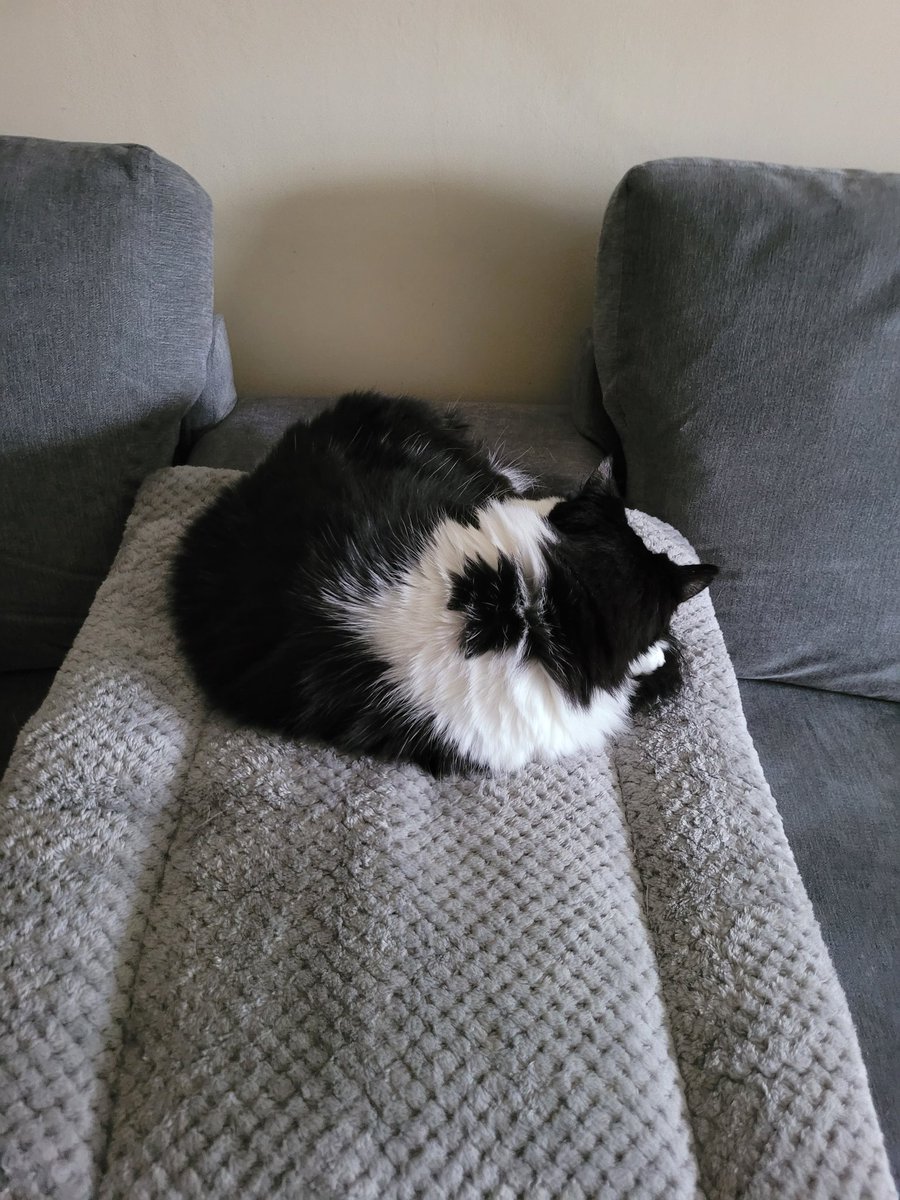 EllaLilyAJ's tweet photo. #CatsOfTwitter #SnoozySunday
#SofaHogging #HappyNapping
For a great nap I use two sofas.
Hooms are not allowed to share
with me, they wiggle, breathe too
loudly, and talk when they do.
Hooms must like sitting on the
floor as they do it most days.
π€π€π€ Lily Snoozleton π€π€π€ https://t.co/wawyTk3UD9
