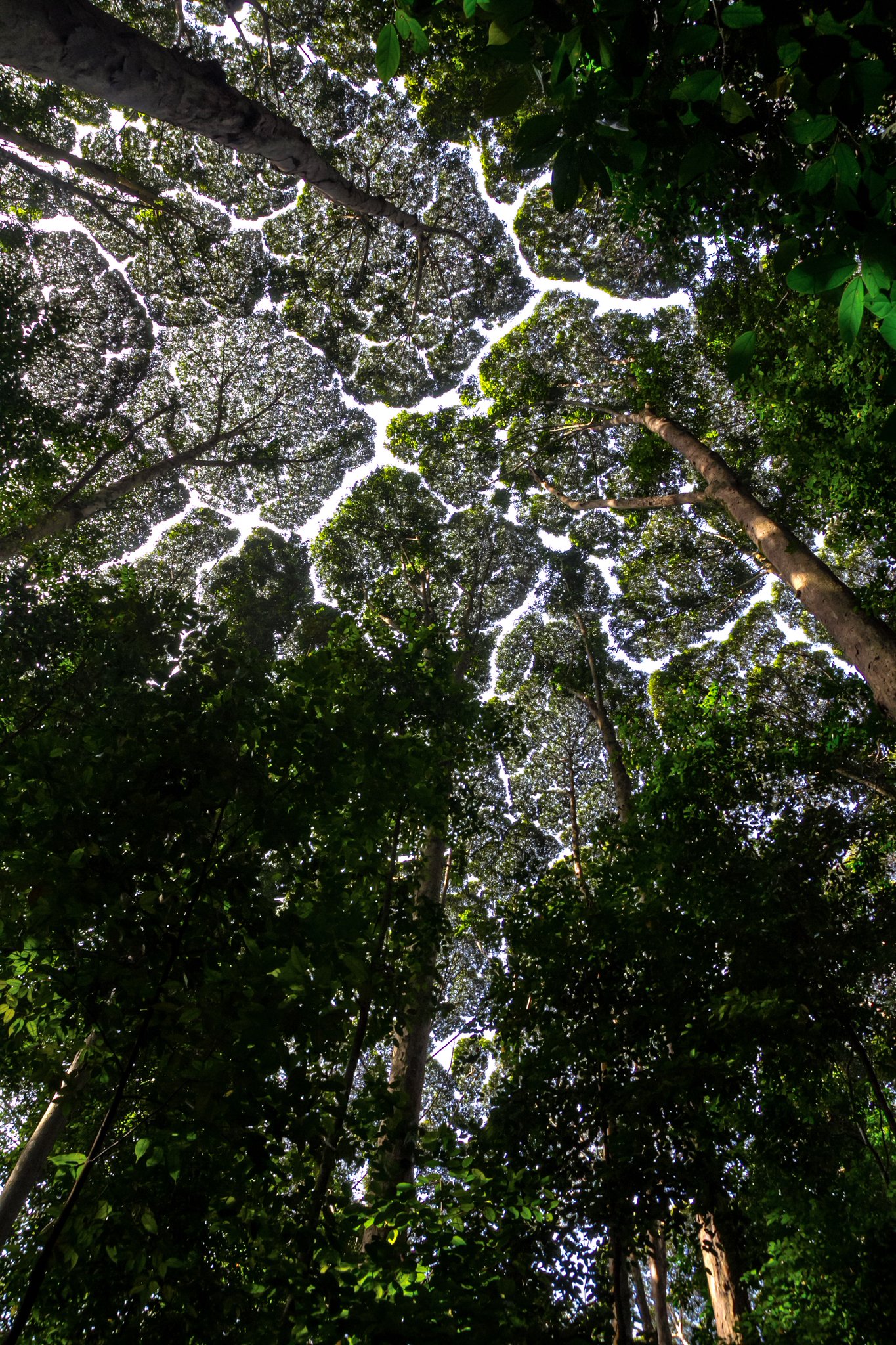 world-and-science-on-twitter-very-cool-the-canopies-of-these-trees