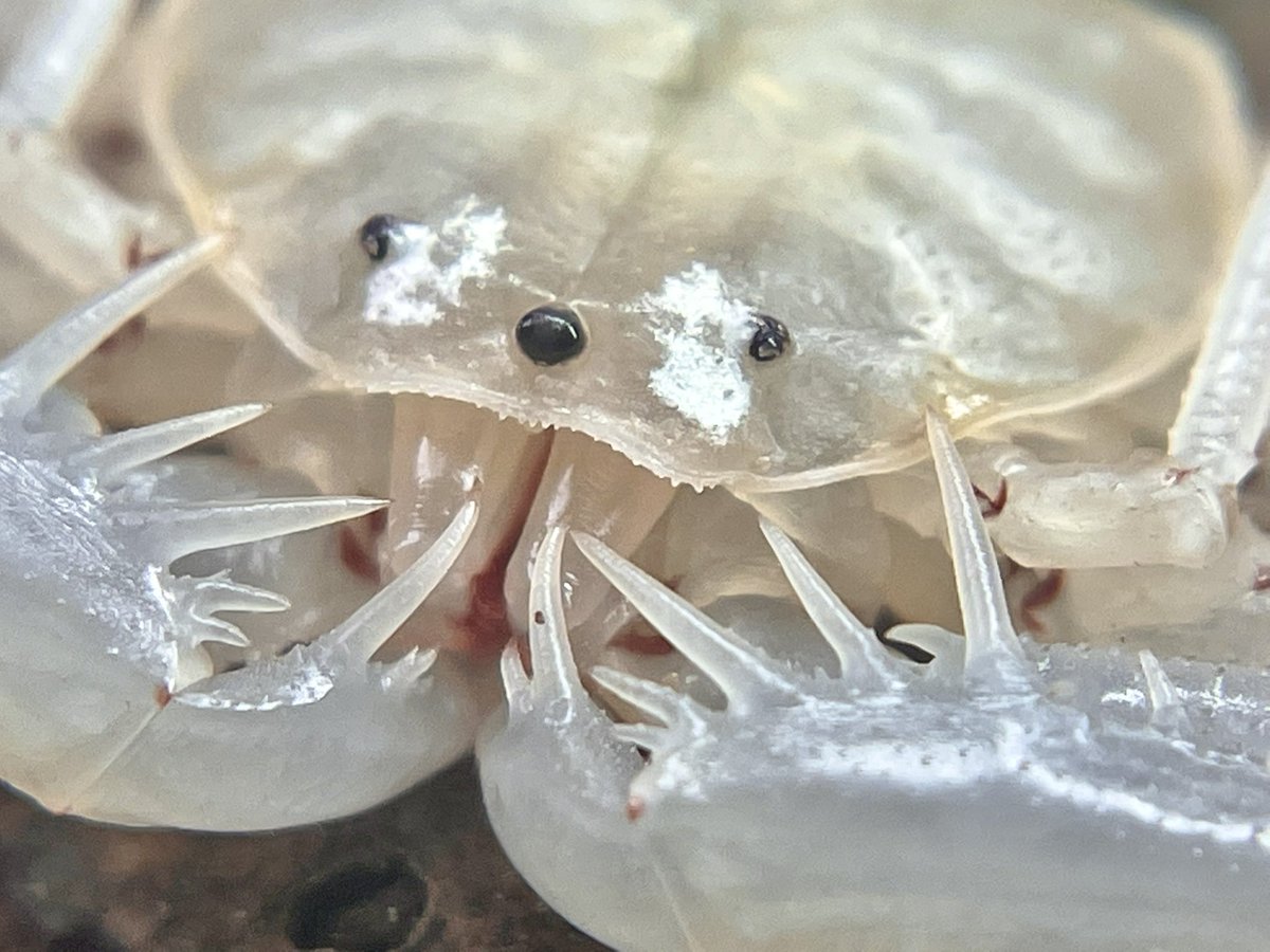 crevicedwelling's tweet photo. the old man molted! grew back a (tiny) whip and fixed up his back leg https://t.co/eimD9Z7cd4