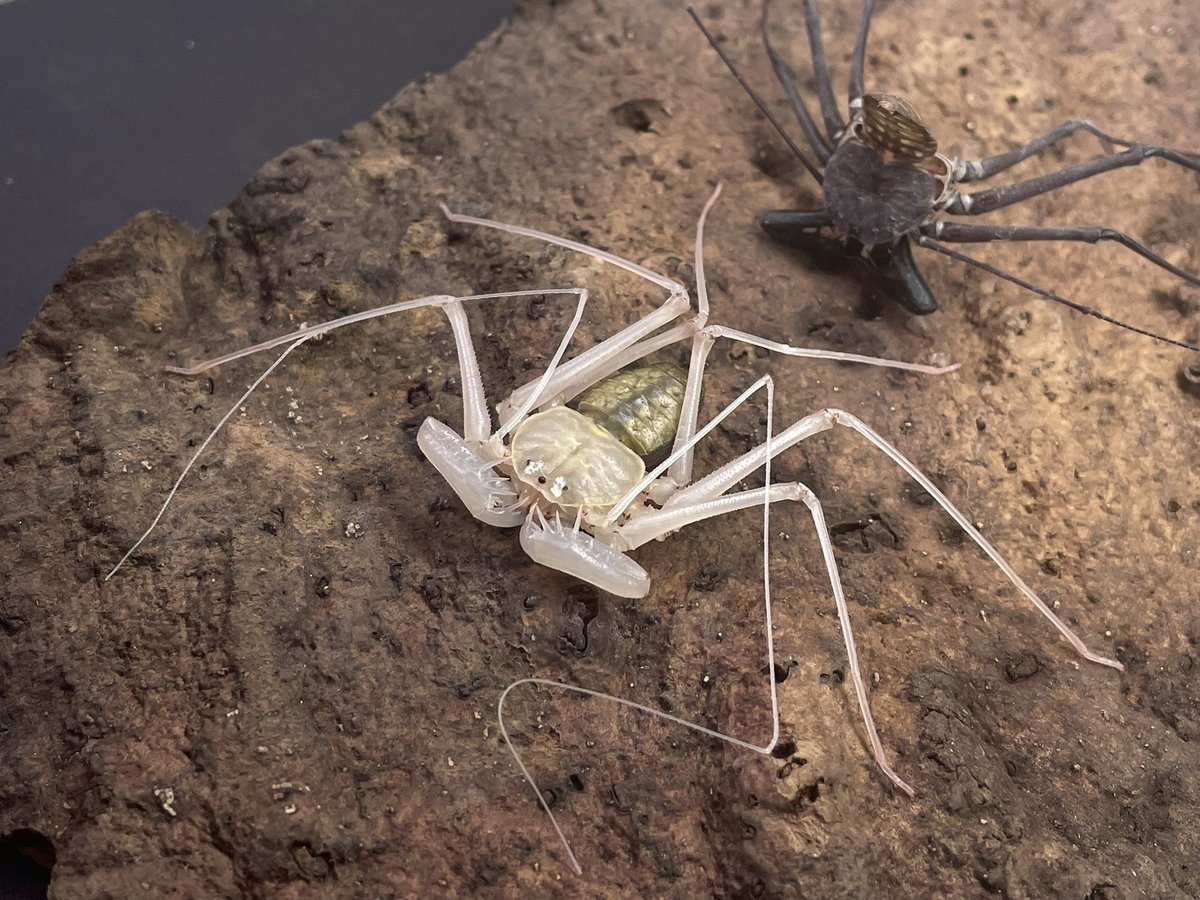 crevicedwelling's tweet photo. the old man molted! grew back a (tiny) whip and fixed up his back leg https://t.co/eimD9Z7cd4
