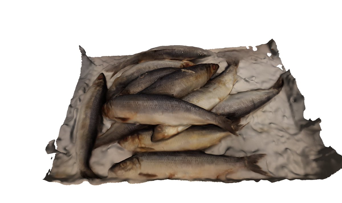 This is an example of a 3D scan produced by the #CatchSnap, which can be used to identify type, number and species of fish! #smartfishh2020
📸by SINTEF
