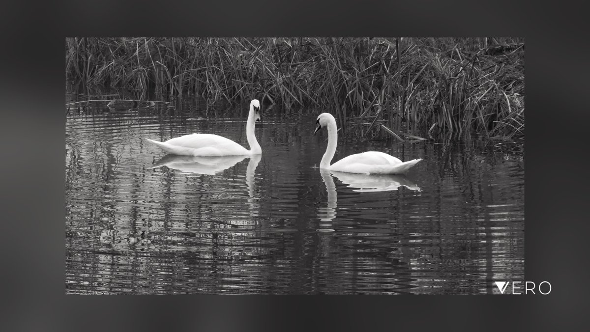 cjmelander's tweet photo. #WaterBird #Nature #Outdoors #AnimalWildlife #BodyOfWater #Lake #FreshwaterBird #GroupOfAnimals #Bird #bnw https://t.co/xIl02htP5T https://t.co/wqdxCnqbNO