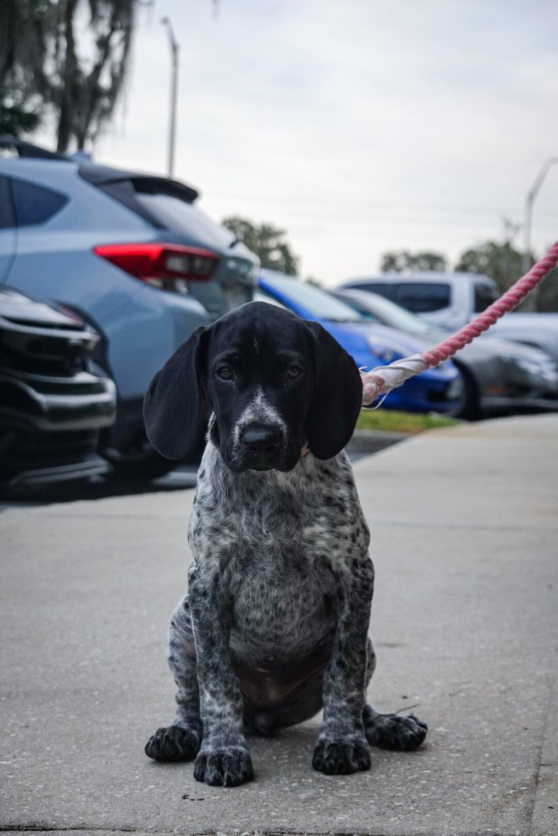 Pretty girl🤩 #photo #photooftheday #dogsoftwitter