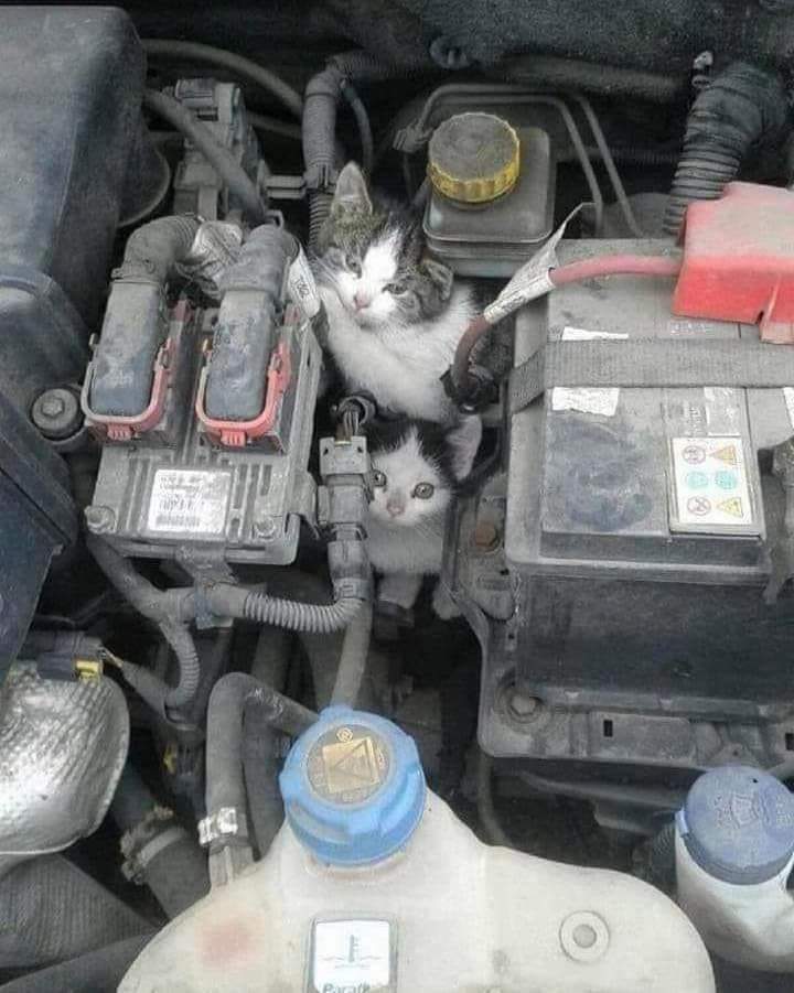 I repeat and repeat
The temperature started to drop!
Always check your car before moving, maybe someone is inside it, sheltering from the winter cold 💔