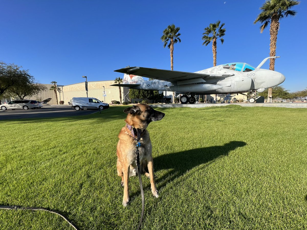 OBrienCanine's tweet photo. Got to have some fun doing K9 Nose Work Searches at the #PalmSpringsAirMuseum https://t.co/oZqgWsTuln