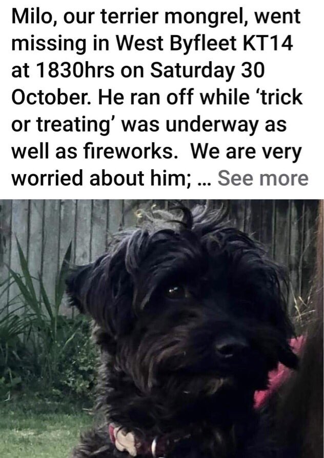 RecoveryDog's tweet photo. ❌URGENT ALERT❌
MILO - missing 29/10 #WestByfleet #Surrey UK #KT14
Spooked by fireworks 😢
‼️PLEASE KEEP EYES PEELED ‼️
🚫DO NOT FOLLOW/GRAB/CHASE/PRESSURE
☎️ PLEASE CALL IF SPOTTED 🙏🏻
https://t.co/C14gRUtjQW
#missingdog #lostdog #dogsoftwitter #RescueDog #help #FindMe #dog https://t.co/tehbQq3oWx