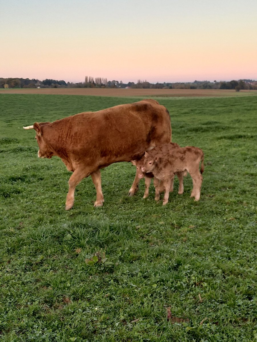 Hélène de Mars tweet media