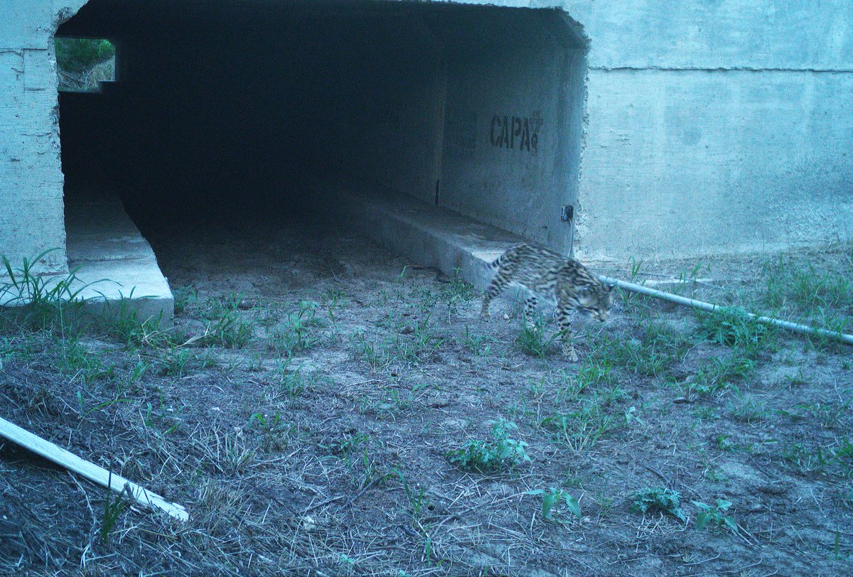 Traces of Texas on Twitter: "Ocelots are endangered/threatened in Texas