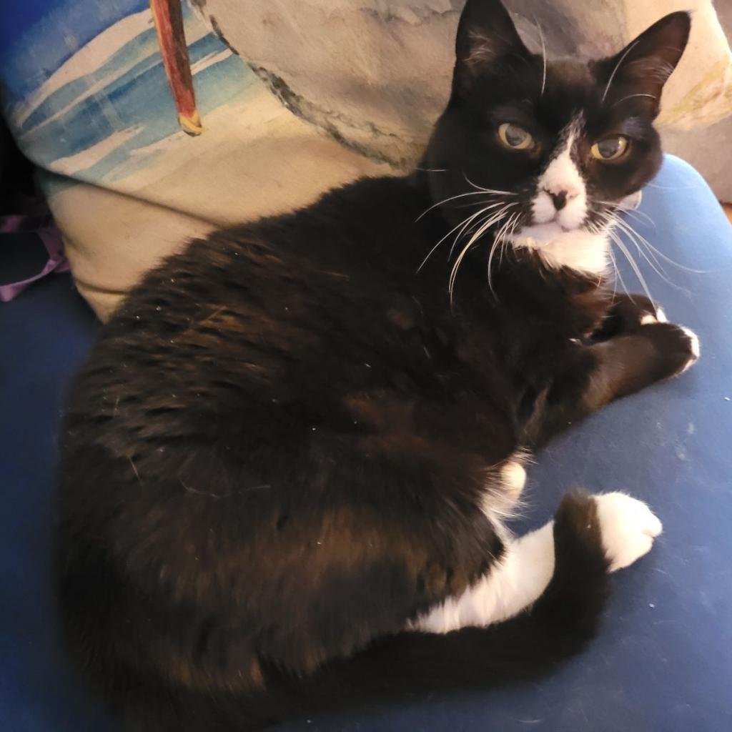 CityDogsRescue's tweet photo. November is National Adopt a Senior Month. Senior cats make great companions. They've gotten all their kitten zoomies out of their system and are ready to just sit back, relax and enjoy their days peacefully. Without further ado, meet #adoptable Fluffy.

https://t.co/9lM06QHcJt https://t.co/jLYPPqrlSN