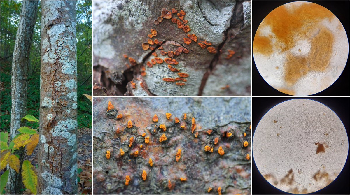 wheatpath's tweet photo. Canker fruit bodies of the #chestnut blight fungus #Cryphonectria parasitica (Orgeval, FR). https://t.co/aveKsOY1tN