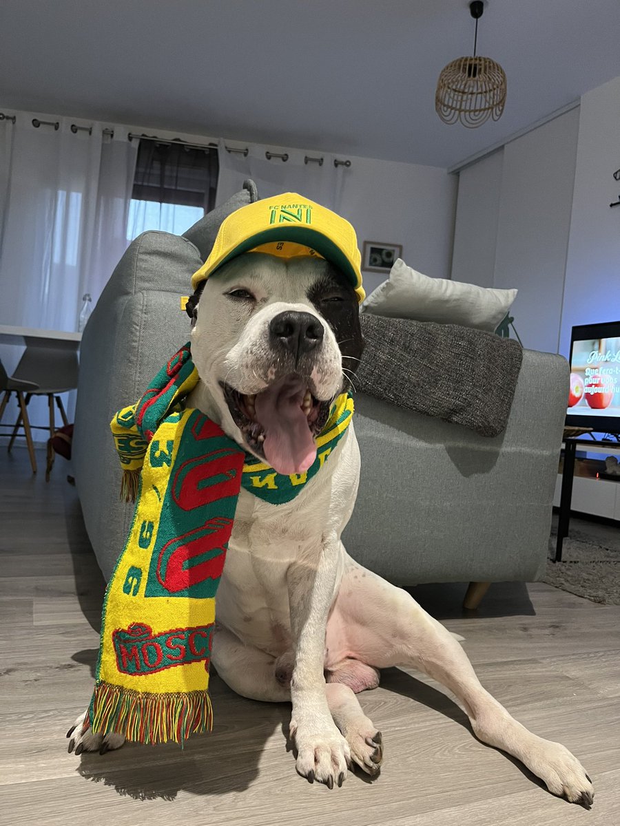 mareri3a's tweet photo. Supporter le plus mignon du @FCNantes 💛💚 #FCNACA #Nantes https://t.co/6FX8bn5xoH