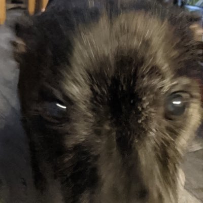 MrDerpGuy2's tweet photo. #NewProfilePic https://t.co/mv9rq55g4c